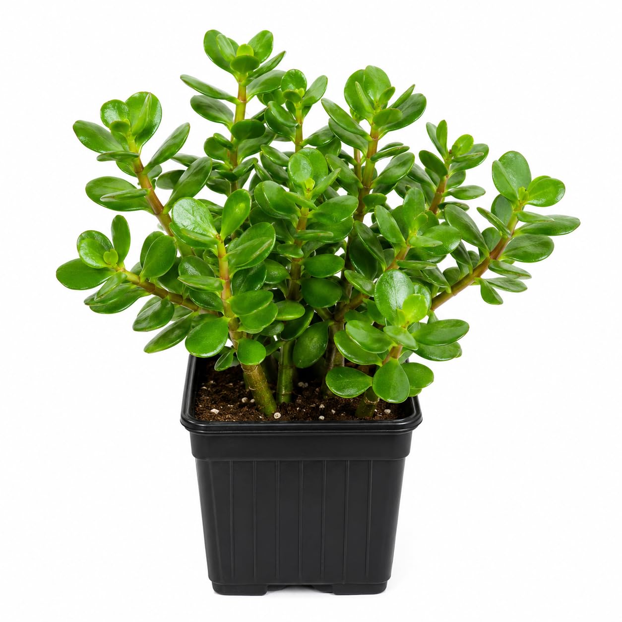LIVE JADE PLANT,GOOD LUCK FENG SHUI MONEY PLANT SUCCULENT INDOOR OUTDOOR PLANT, LOW MAINTENANCE, NATURAL GREEN FOLIAGE FOR HOME DECOR, LIVING ROOM & OFFICE DESK WITH POT (PACK OF 1)-image-24