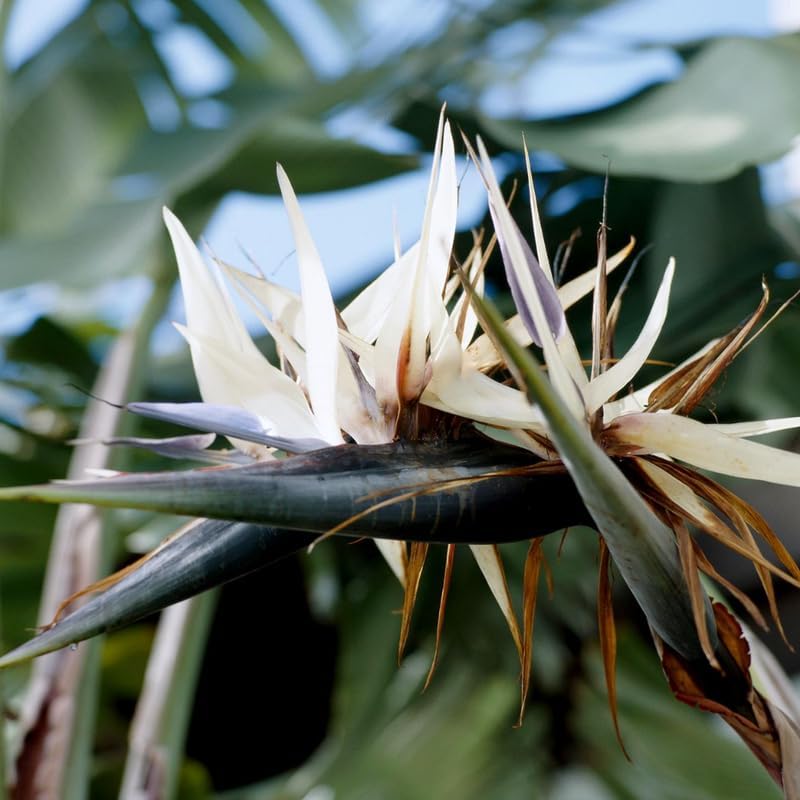 4 White Bird of Paradise Plants Live, Strelitzia Reginae, 4-7 Inch Tall, Tropical Flowering Plants for Indoor or Outdoor Growing