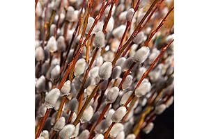 10 Pussy Willow Cuttings, Live Willow Plant for Gardening