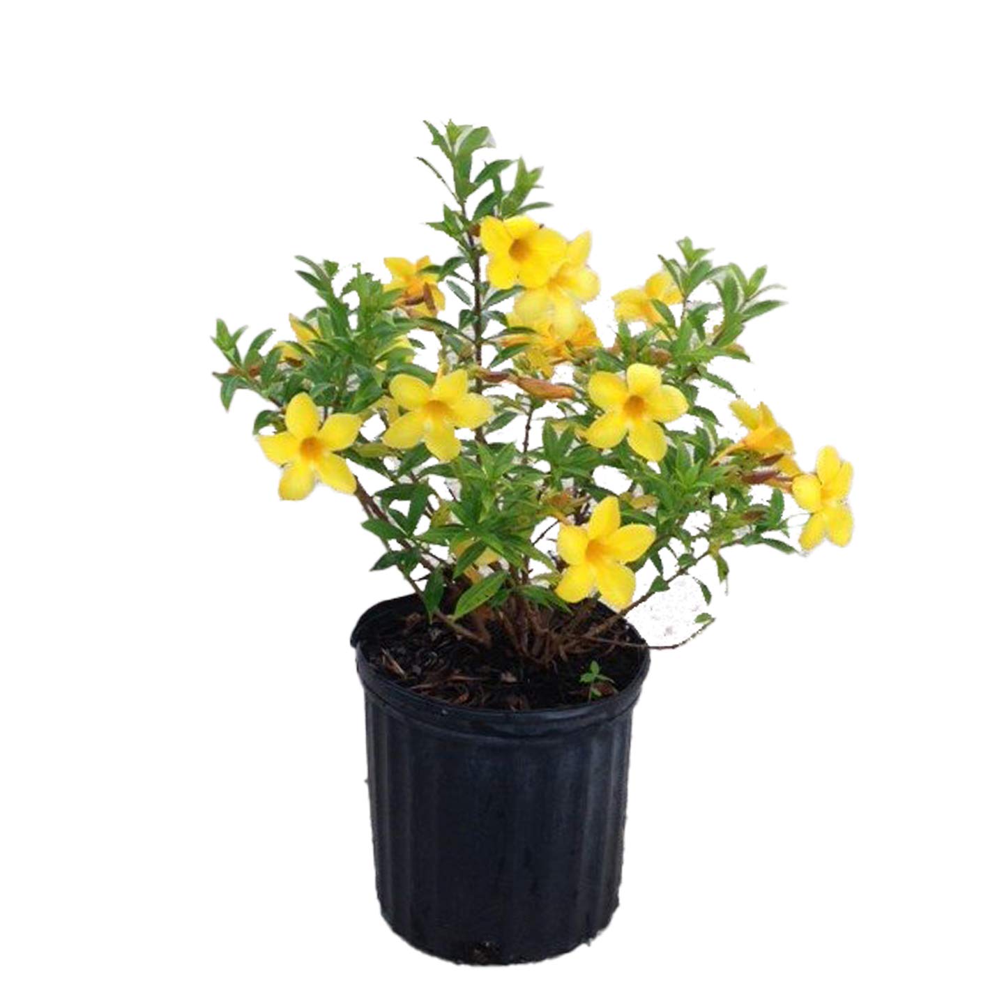 Go4plants Allamanda cathartica live Yellow Color flower plant with nursery Pot (B0B2DY8NDQ) Amazon Price History, Amazon Price Tracker