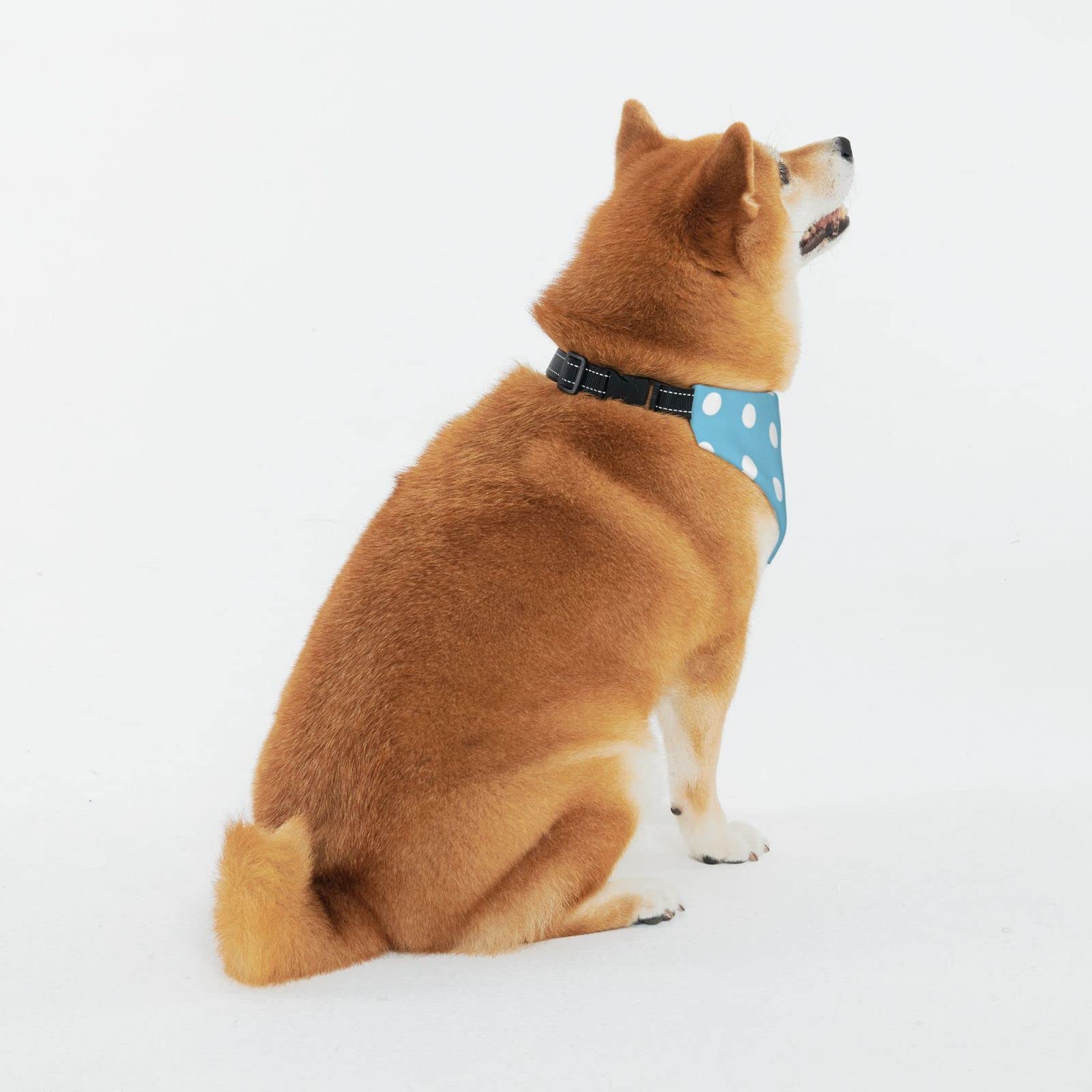 Amazon | ペットバンダナ 水色 ブルー ドット柄 水玉 犬猫用バンダナ