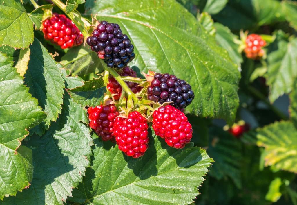 2 Arapaho Thornless BlackBerry Plants, Sweet Blackberries Bushes for Growing 4 to 7