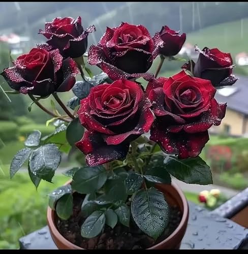 Rose Seeds (50pcs) Black Beauty â€“ Rare Elegant Flower for Romantic Gardens & Gifts â€“ Exotic Rose Variety