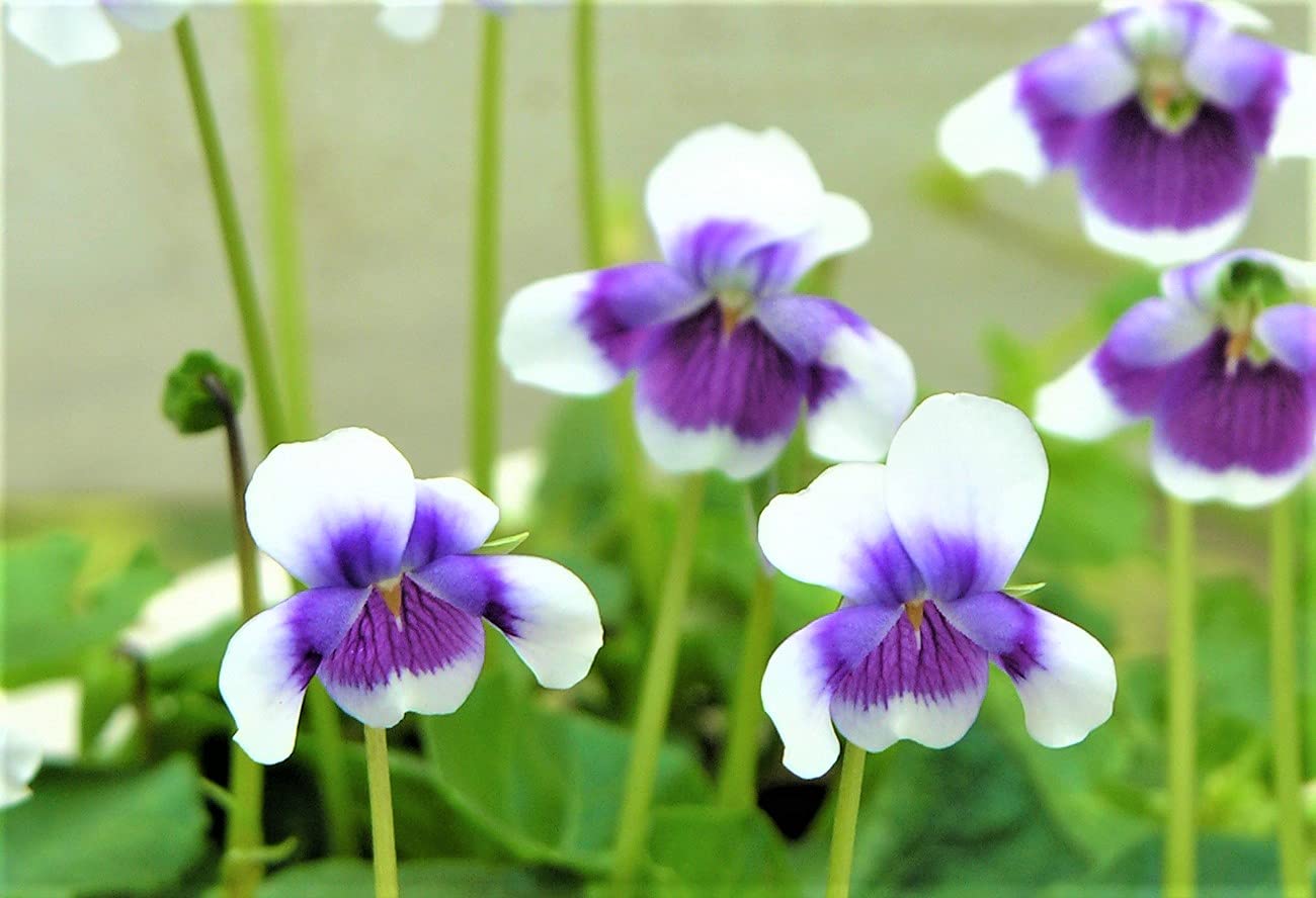 ④ ✨蕾付き‼️開花株✨パッと華やかな花✨グロキシニア✨紫✖️白系✨ポットごと発送✨ Amazon | はなみどり パンダスミレ 花苗 2株 白紫系 | 花