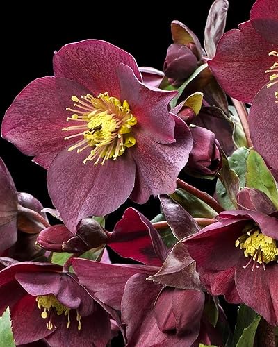 Ice N' Roses Red Lenten Rose - Planta viva (1 QT) - Helleborus | Rosa de Navidad | Evergreen
