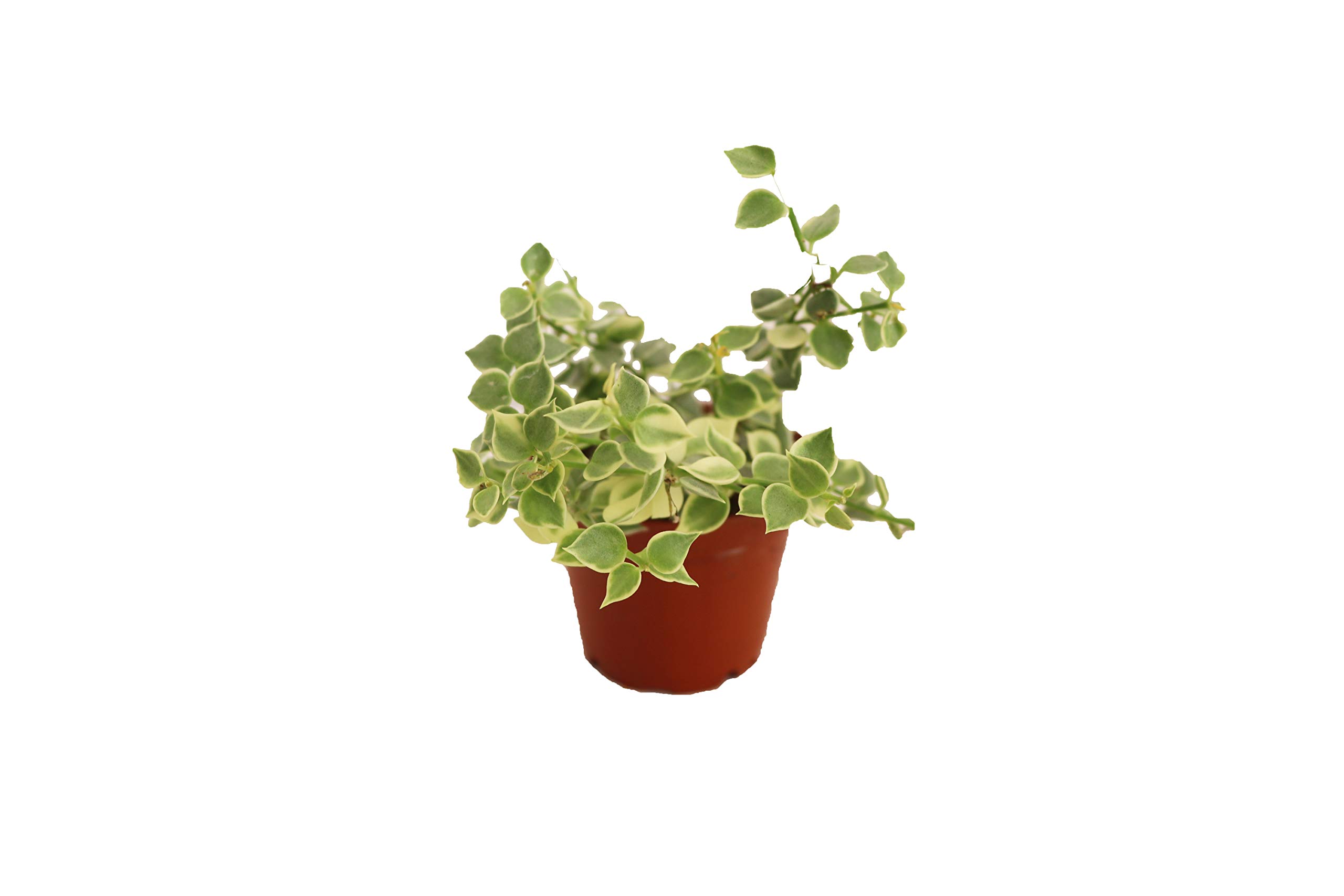 Million Hearts Variegated