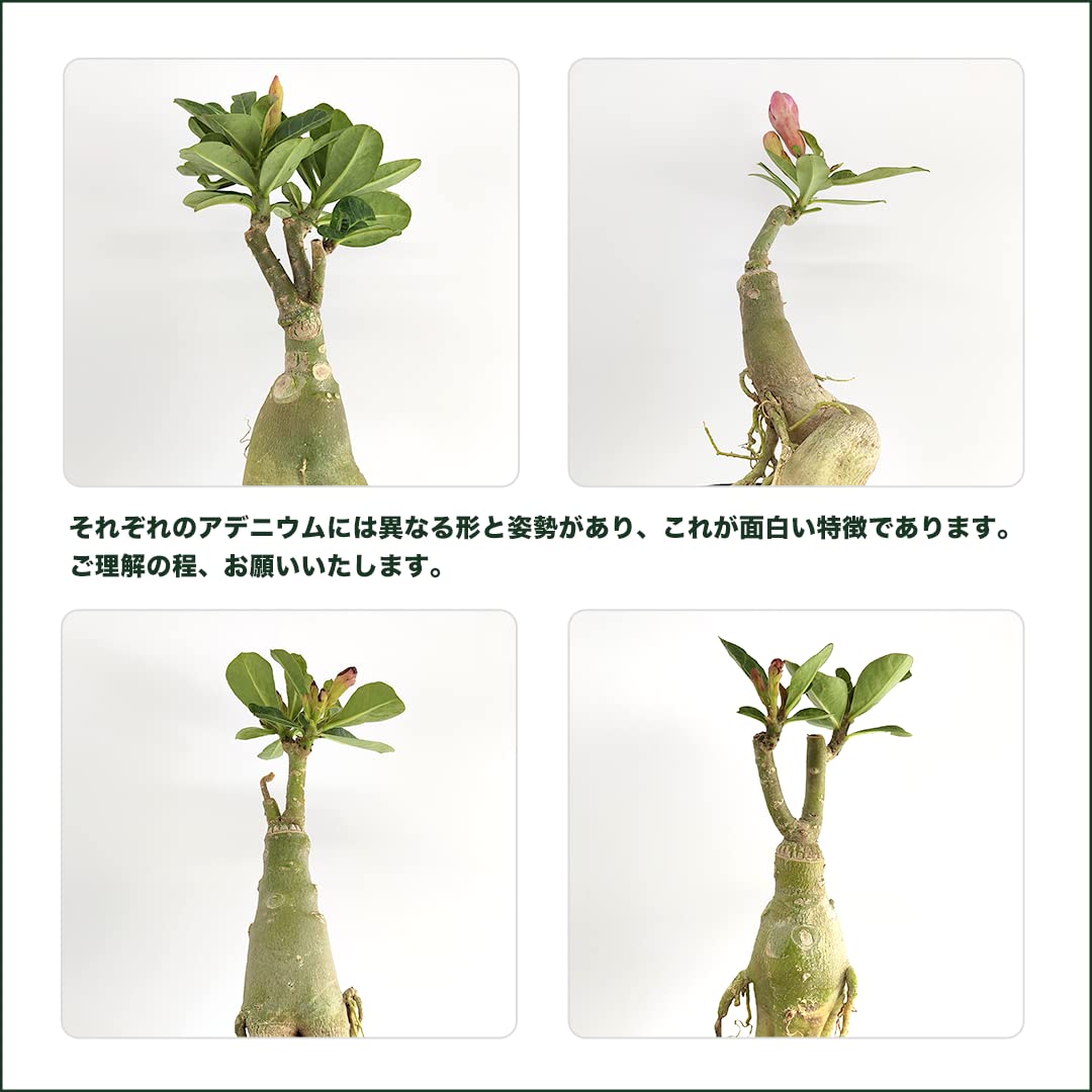 Amazon｜アデニウム 砂漠のバラ 本物 鉢植え 室内用 卓上 ミニ 小型