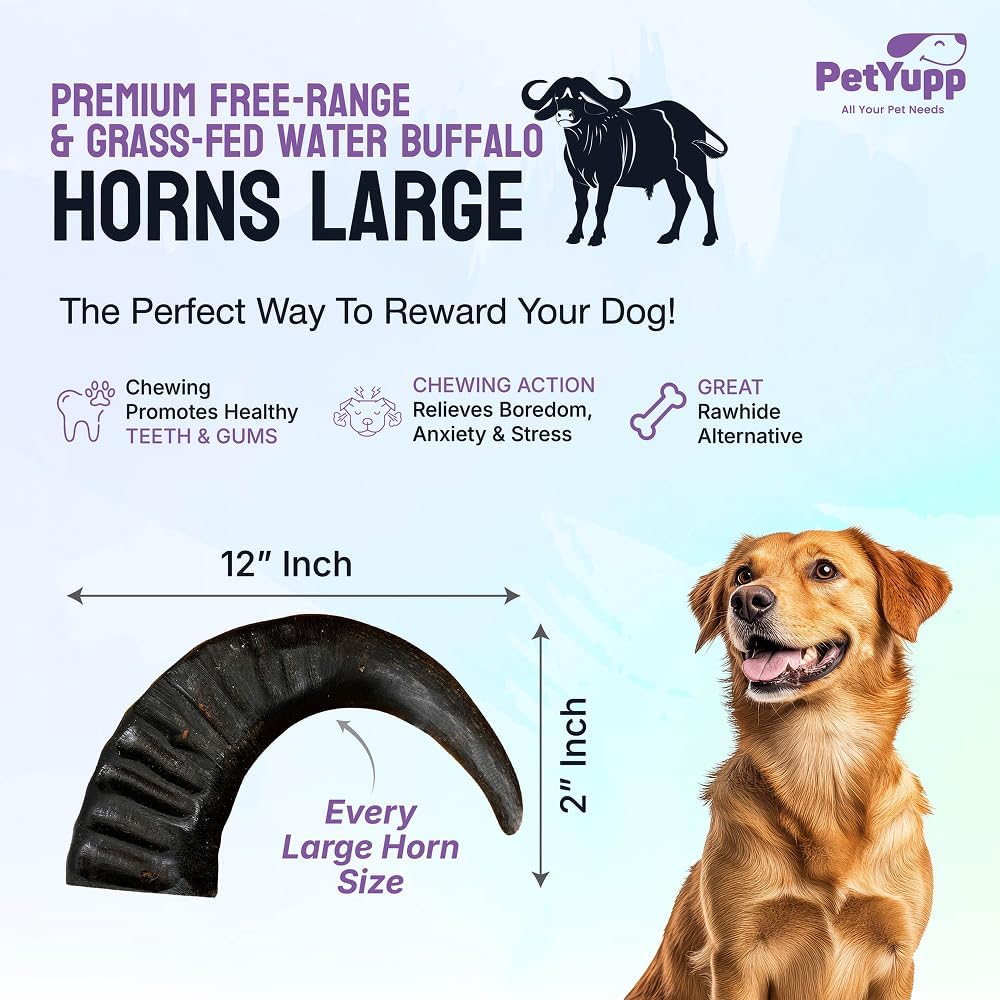 2 Water Buffalo Horns for Dogs Large - Natural & Long Lasting Dog Chews for Medium to Large Dogs - Premium Buffalo Horn Chews for Aggressive Chewers - Support Dental Health & Chewing Exercise