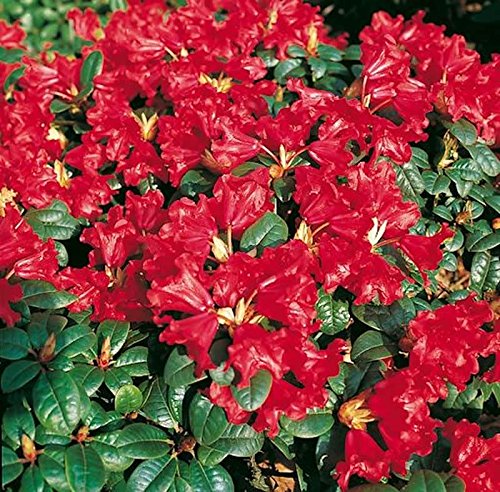 Rhododendron repens 'Scarlet Wonder' 15-20 cm  Winterhart, Immergrn,  Mehrjhrig  Zwerg-Alpenrose  Zierstrauch fr Garten & Kbel : Amazon.de:  Garten