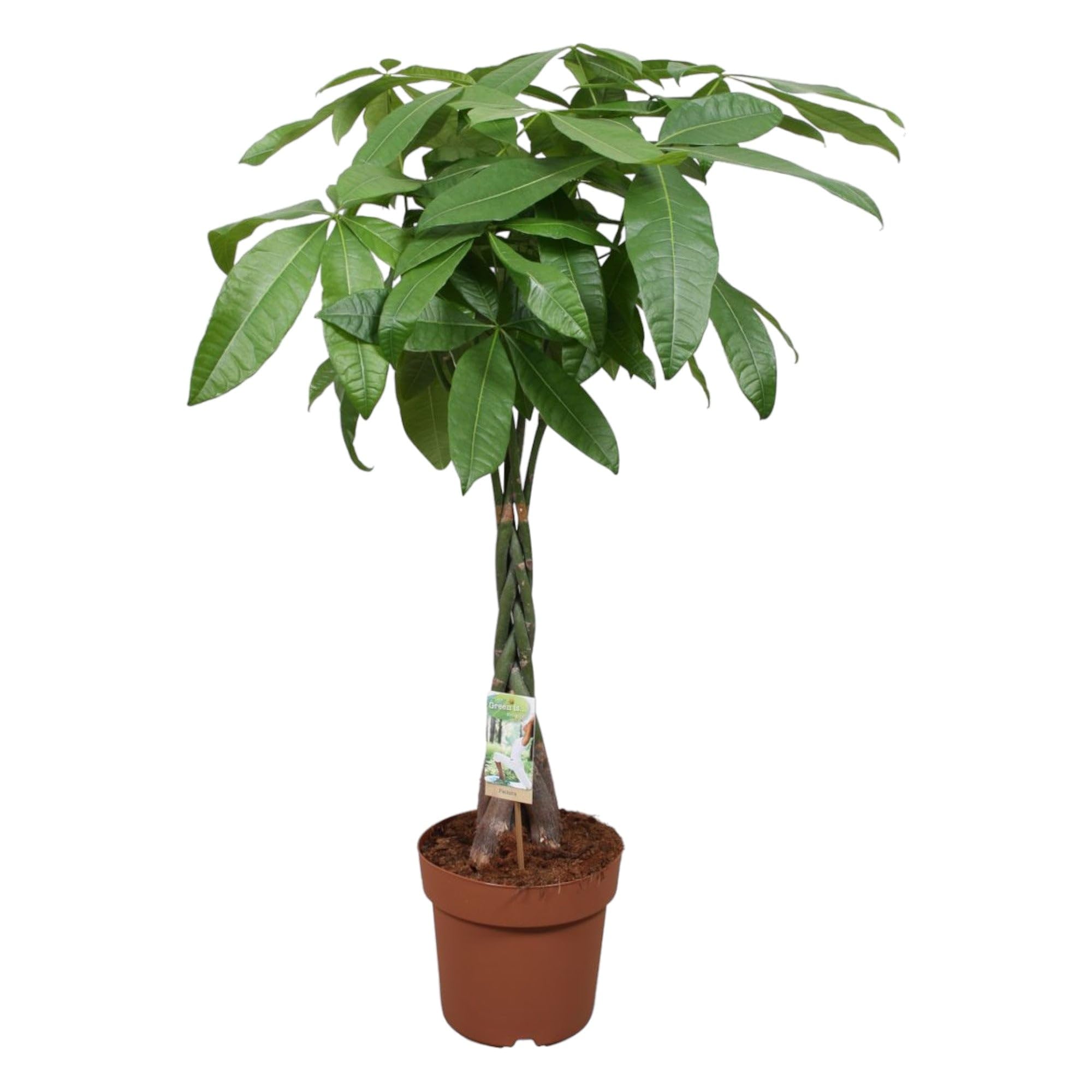 Trendyplants - Pachira Aquatica - Arbre à argent - Plante d'intérieur - Hauteur 110-130 cm - Taille du pot Ø24cm