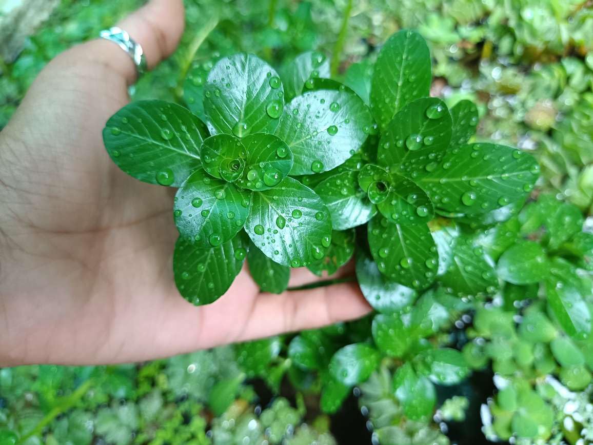 See full amazon price history chart for Gachwala Rotala Water Plants for Aquarium (4 Stems), Live Plants for Aquarium Tank, Aquarium Live Plants, Fish Tank Plants, Aquarium Live Plants for Fish Tank, Aquarium Plants Live Plants Gachwala Rotala Water Plants for Aquarium (4 Stems), Live Plants for Aquarium Tank, Aquarium Live Plants, Fish Tank Plants, Aquarium Live Plants for Fish Tank, Aquarium Plants Live Plants (B0C2Z6ZDCH) Amazon Price History, Amazon Price Tracker