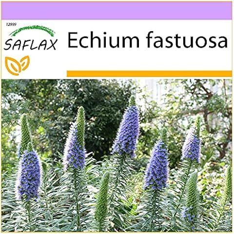 SAFLAX - Pride of Madeira - 100 Seeds - Echium fastuosa Cover