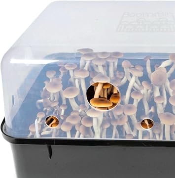 North Spore 'Boomr Bin' Monotub Mushroom Grow Kit for Dung-loving Mushrooms | Just Add Spores, Includes (3) Boomr Bag Sterile Manure-Based Substrate, Coco Coir & Filters, Beginner-friendly, Monotub Kit