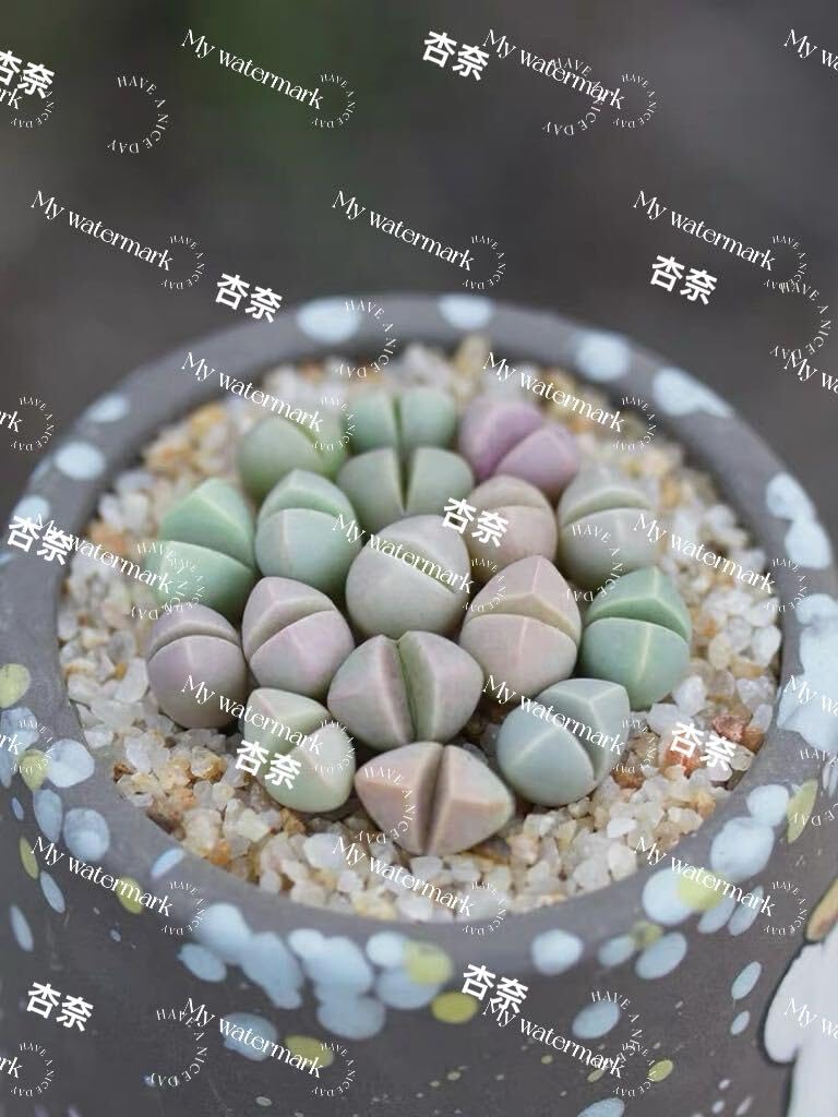 Amazon｜リトープス 多肉植物 魔玉15株｜観葉植物 オンライン通販