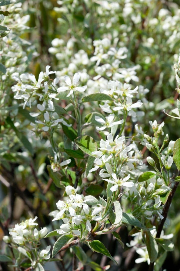 Amelanchier alnifolia 'Smoky' 100–125 cm – Winterhart, Mehrjährig, Pflegeleicht – Felsenbirne (Saskatoonbeere) – Obstgehölz für Garten & Naschhecke