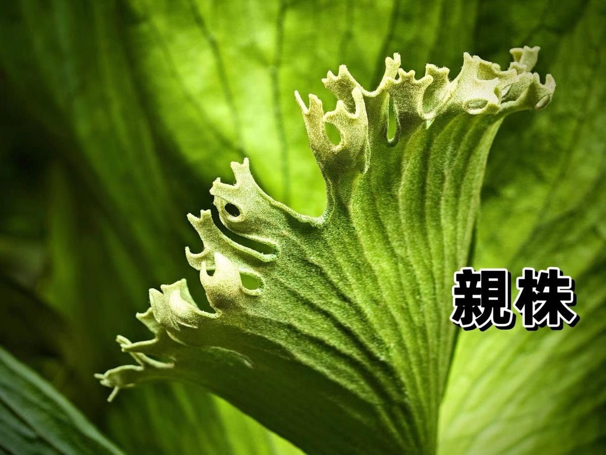 Amazon.co.jp: 「初上陸」ビカクシダhillii x coronarium'Flamenco