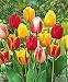 Humphreys Garden Darwin Hybrid Tulip Tulipán Mixed x 100 Bulbs bulbos Size...