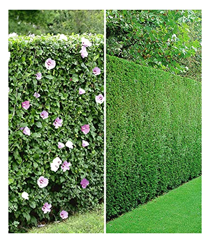 LeylandZypresse Winterhart Die 15 besten Produkte im Vergleich