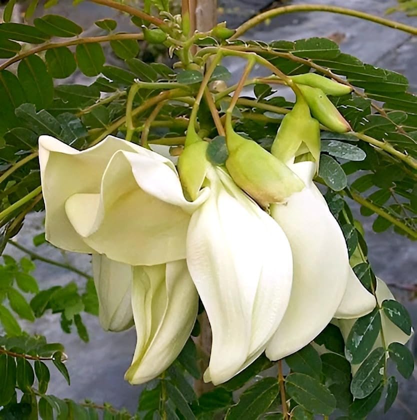 Image of Bok Live Flower Plant for Garden Balcony Outdoor Natural Fragrance | Healthy Nursery Plant with Seasonal Blooms | Ideal for Pots Terrace Landscaping and Refreshing Floral Ambience
