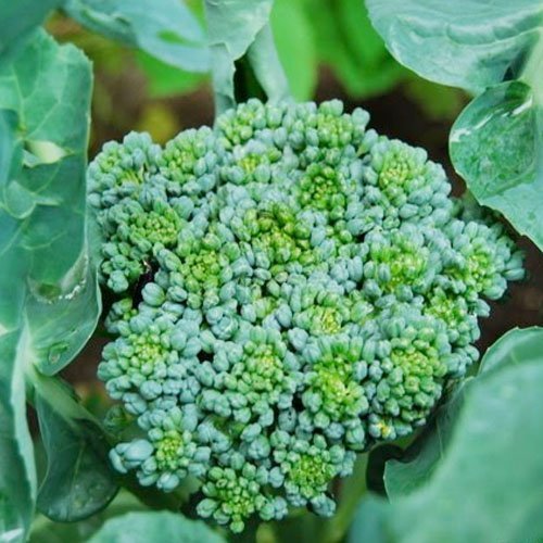 Broccoli, 200 Seeds, Broccoli"Waltham 29" (Brassica oleracea)