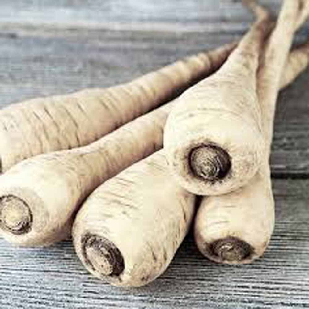 Parsnip, Hollow Crown Seeds, Non GMO, 25 Seeds per Pack, Sweet White Flesh has Good Flavor and Keeps Well Over Winter.