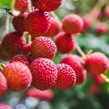 Amazon.co.jp: ライチ 篤姫 とり木大苗 Mサイズ 2～3年生苗【6号ポット