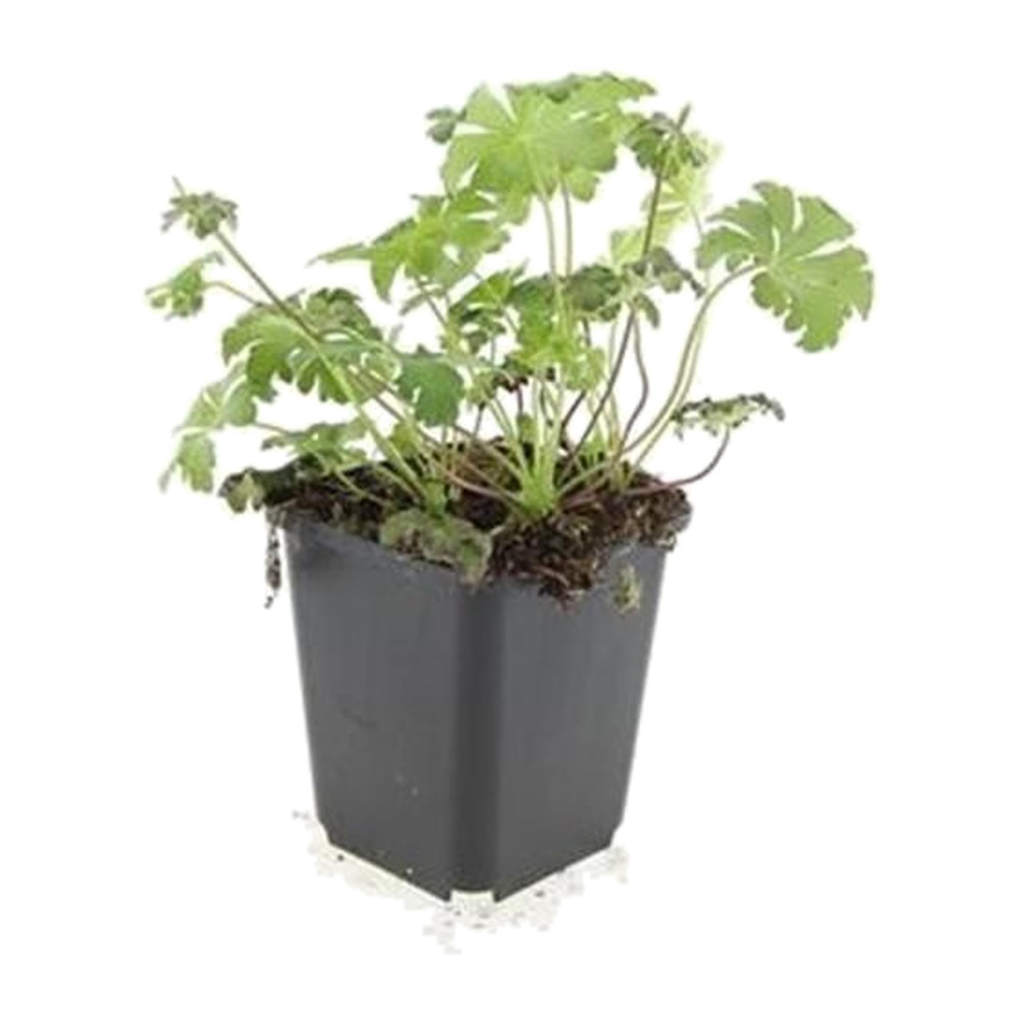 Piante Geranium con Fiori Bianchi, per Bordure e Giardini, Set da 60 Pezzi