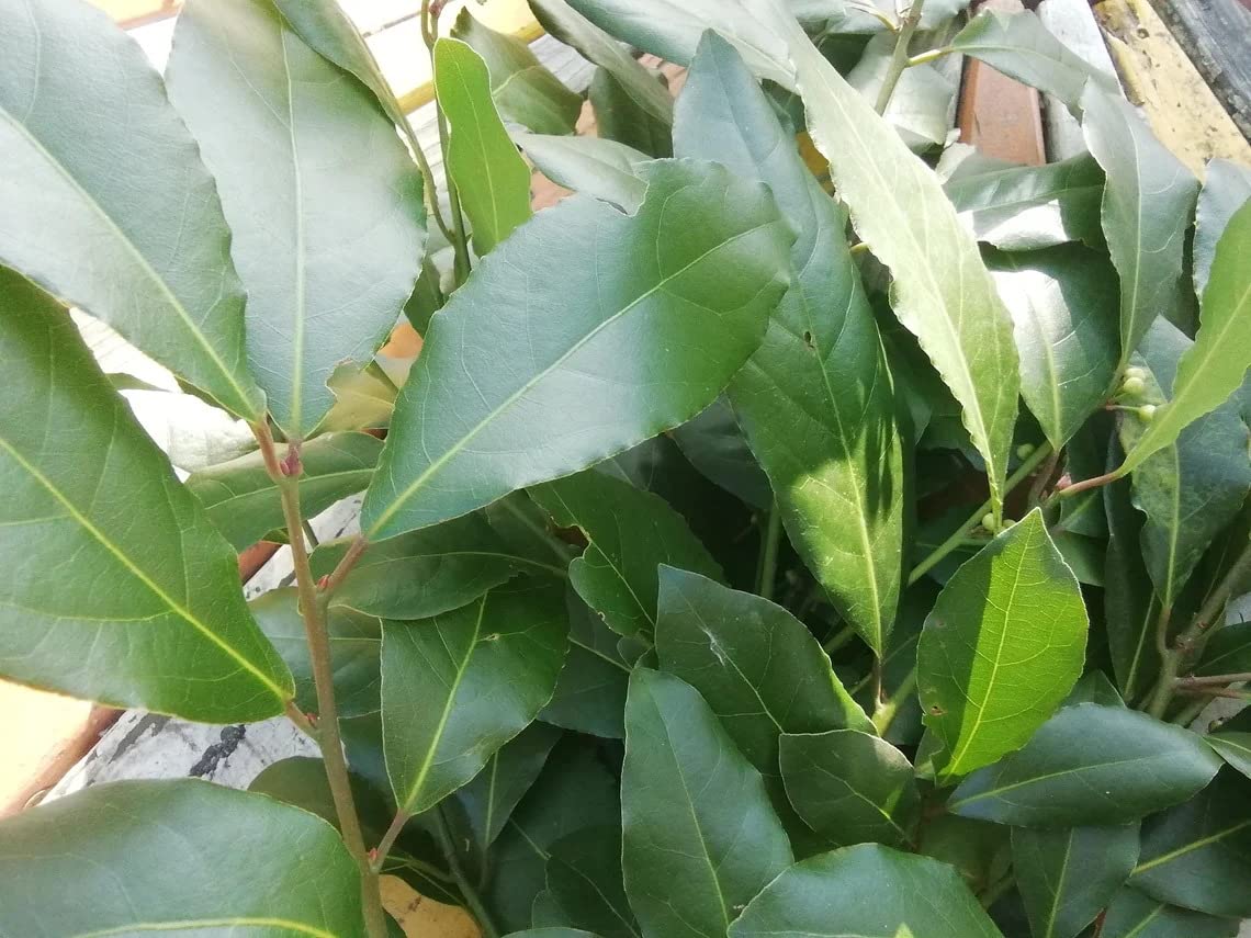 Fresh bay leaves from Assam- Organic leaves hight quality - Laurus nobilis (30g) (B0BC96BX8X) Amazon Price History, Amazon Price Tracker