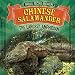 Chinese Salamander: The Largest Amphibian (Animal Record Breakers)