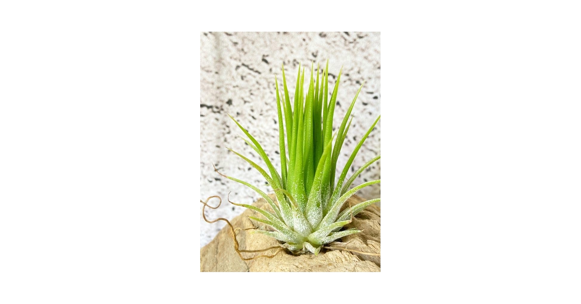 チランジア イオナンタ フエゴ イエローとイエローマジック 現品】チランジア・イオナンタ・フエゴイエロー T. ionantha
