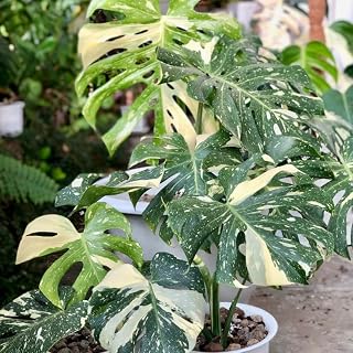 Monstera Thai Constellation 4 Inch Tall