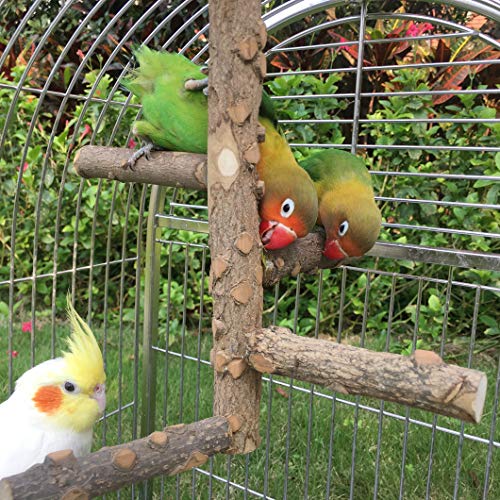 Bird Perch Nature Wood Stand for 3-4pcs Small Medium Parrots - Image 7