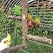 Bird Perch Nature Wood Stand for 3-4pcs Small Medium Parrots (S)