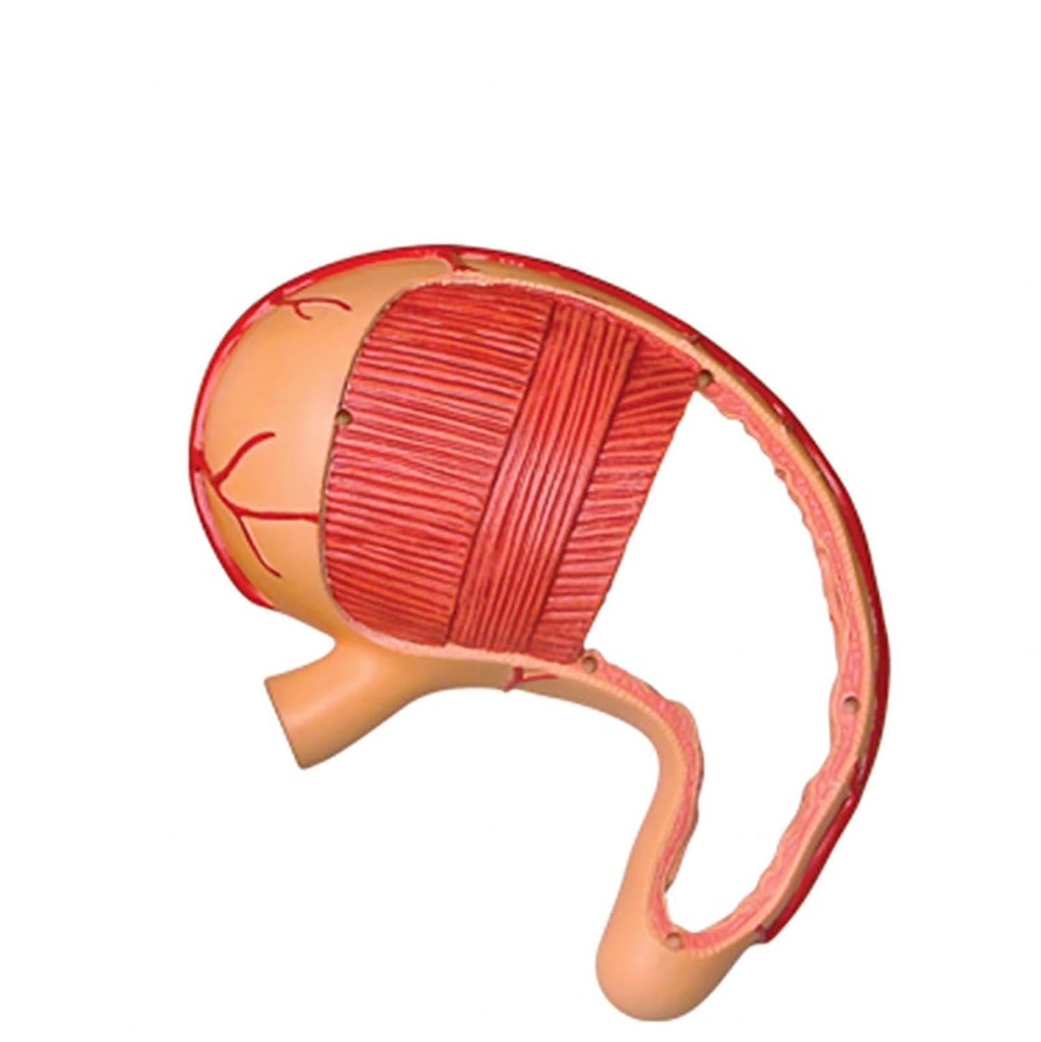 D Human Stomach Anatomy Model, 12-Parts Detachable Biology for Science Classroom Study Display Teaching Medical Model