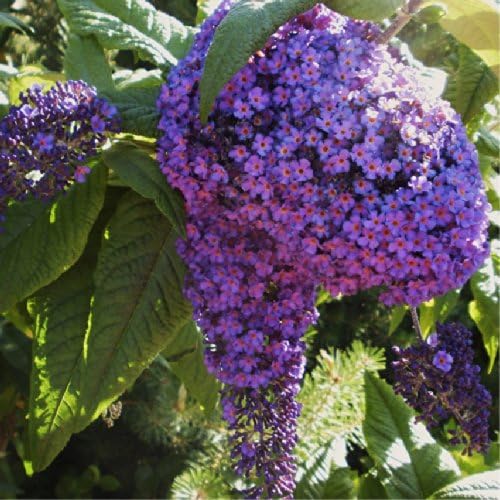 Heliotrope Garden 'Marine Blue' (Heliotropium Arborescens L.) Flower Plant Seeds, Annual Heirloom