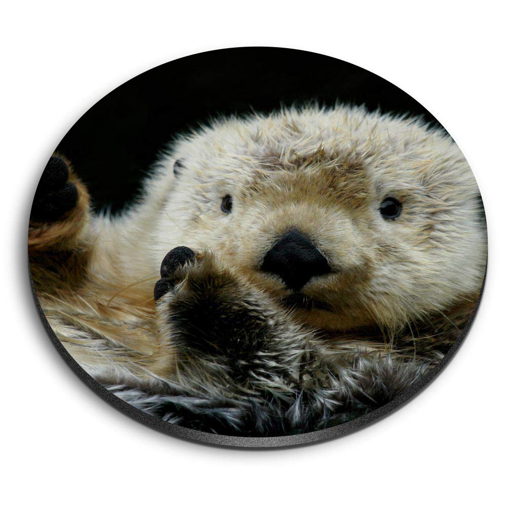 Destination Vinyl Ltd Multicolor 1 X Round Mdf Magnet - Sea Otter Floating 16305
