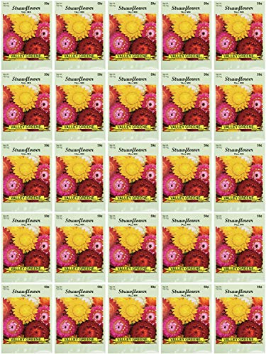 Black Duck Brand Set of 25 Strawflower Tall Mix Flower Seed Packets! Flower Seeds in Bulk - Great for Creating The Garden of Your Dreams! (25, Strawflower - Tall Mix)