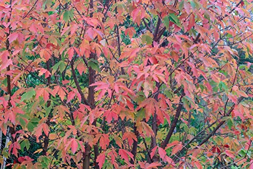 Snake Bark Maple Tree Seeds For Planting (30 Seeds) - Acer Capillipes #TOP1