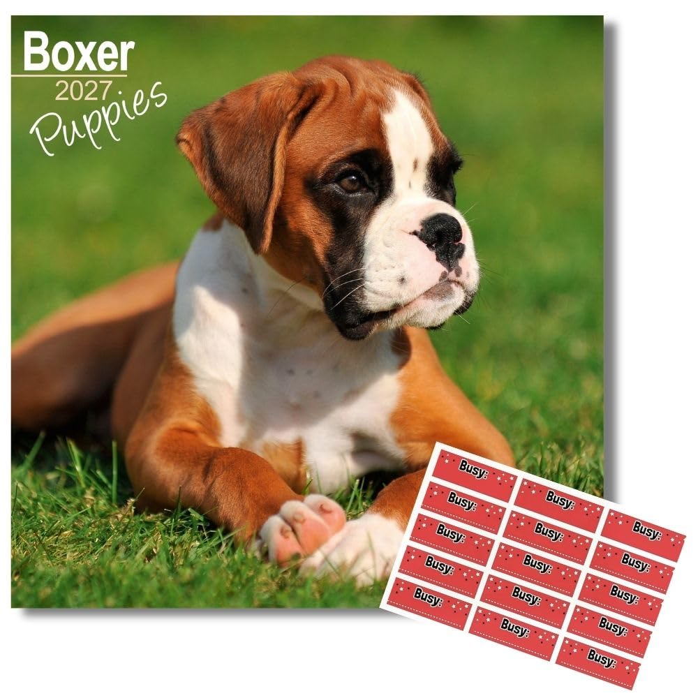 Avonside Boxer Puppies 2027 Square Calendar with Organisational Stickers