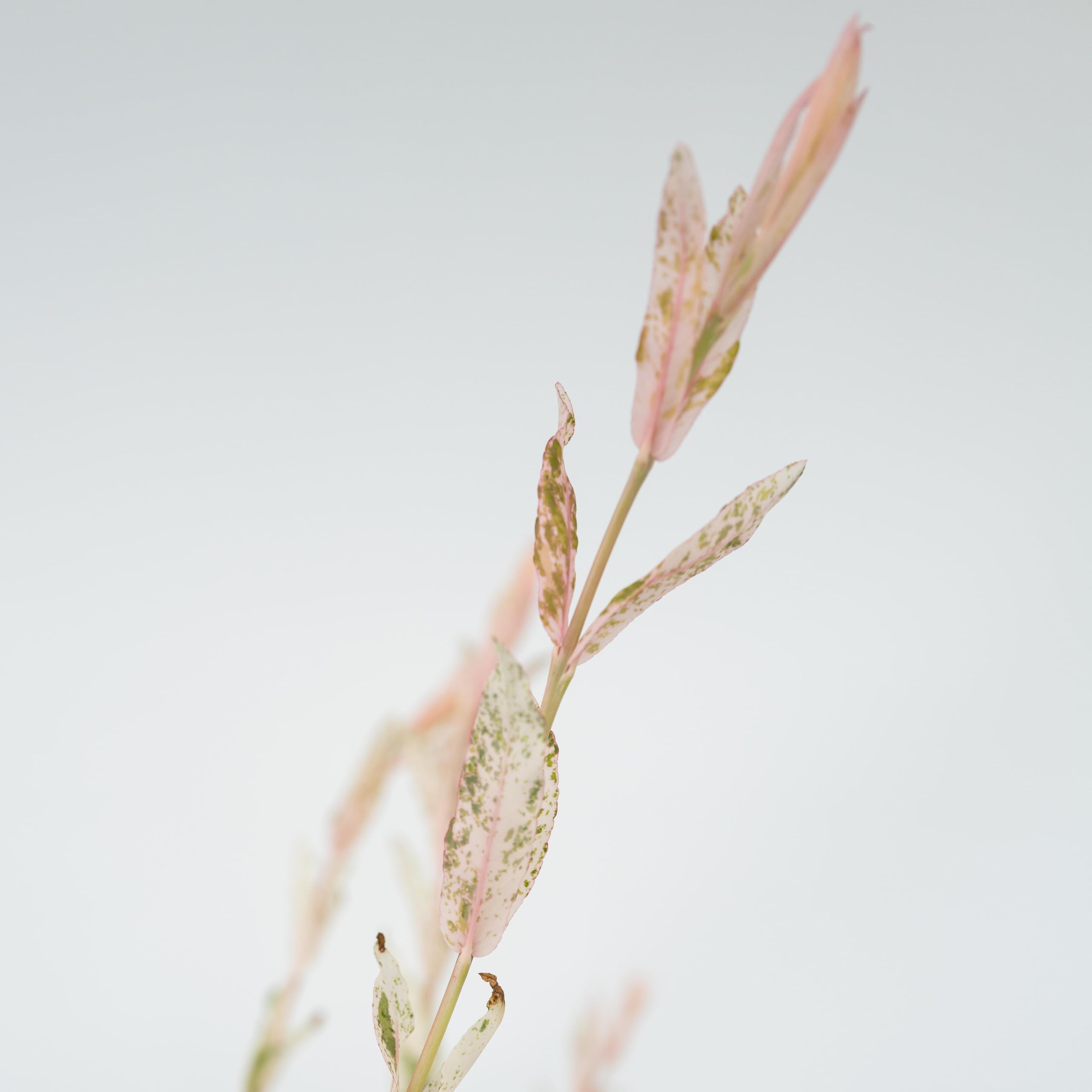 Plant in a Box - Salix integra 'Flamingo' - Set de 2 - Plante exterieur jardin persistant - Saule crevette - Saule panaché - Pot 17cm - Hauteur 60-80cm