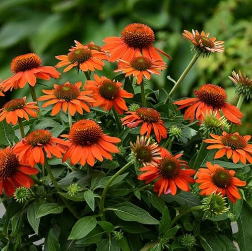 Votaniki Echinacea Sombrero Adobe Orange (Coneflower) – Hardy Perennial Coneflower