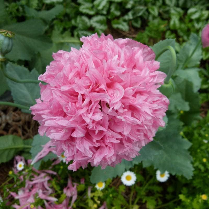 Miniatura 2 de Eden Brothers Semillas de peonía de amapola - Doble mezcla