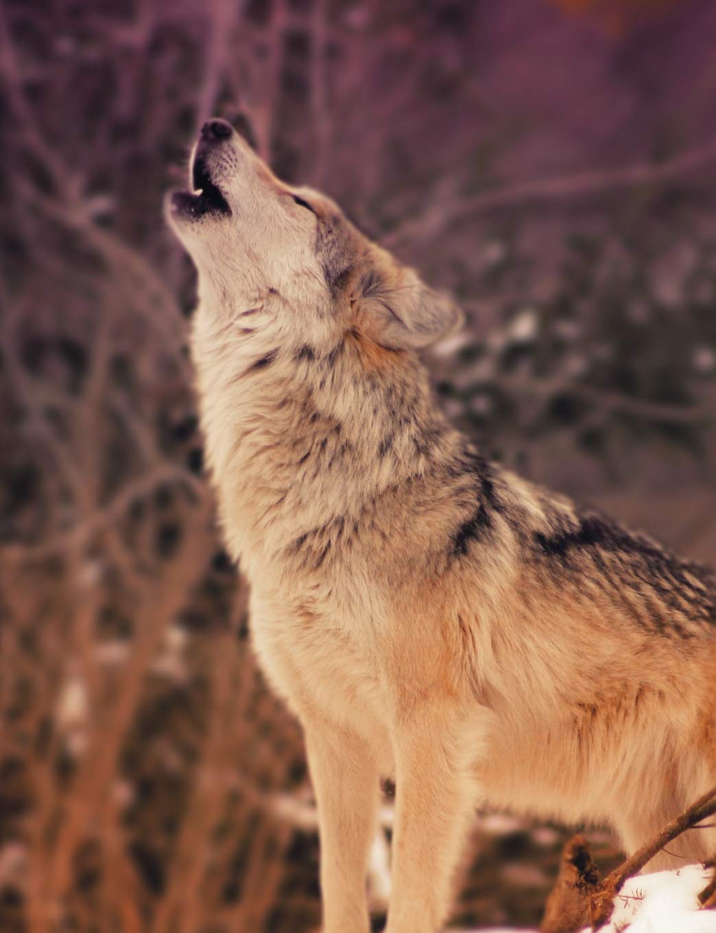 Snow Wolf Composition Notebook, College Ruled: Lined Student Exercise Book