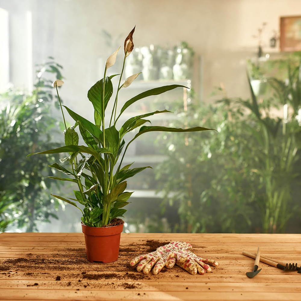 Plantoos Indoor Plant | NASA Recomended Air Purifying Plants | Plants for Home & Office (Peace Lily Plant - Indoor plants) (B0CY3D4T64) Amazon Price History, Amazon Price Tracker