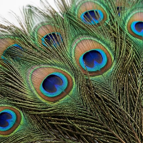 Lamar Peacock Feathers 15 Pcs 10-12 Inch Feathers with Big Eyes Bulk Bundle for Tall Vases Wedding Centerpieces Home Decor Costumes and DIY Crafts