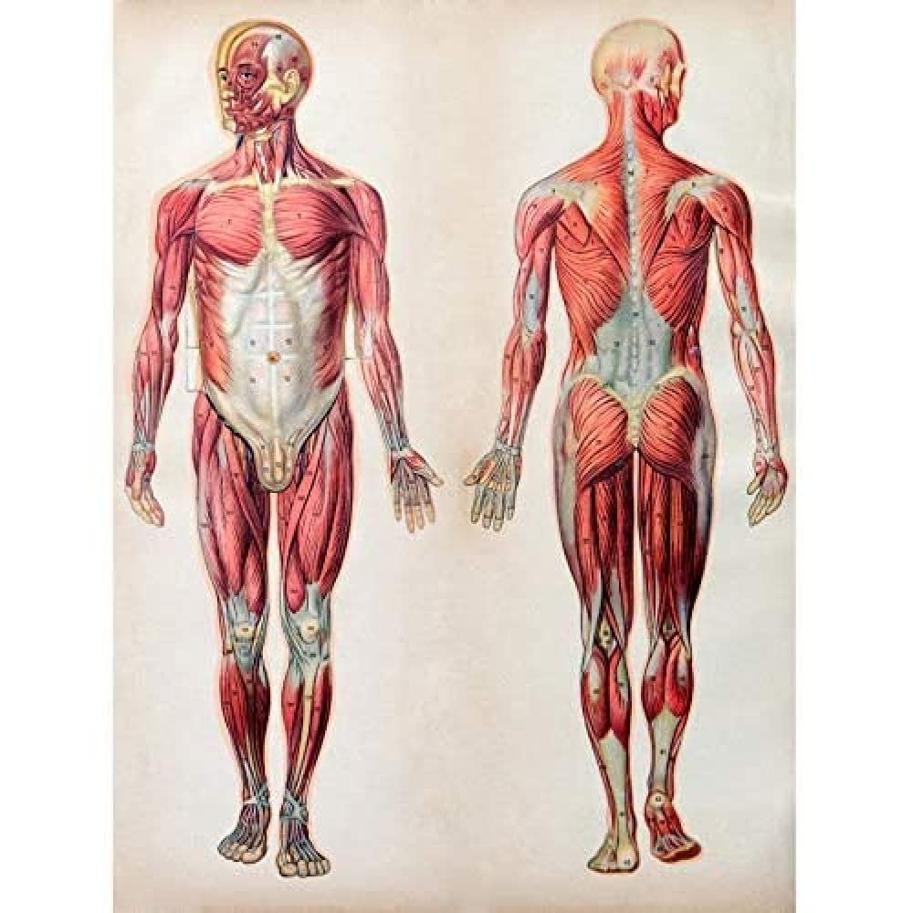 Human Body Anatomy Muscles Unframed Art Print Poster Wall Decor 12x16 inch