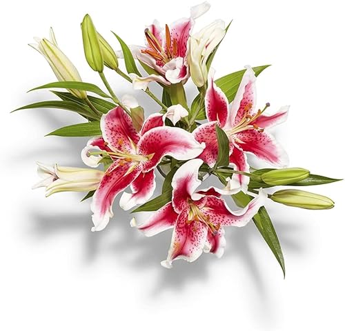 FLORAL WTG Cf Oriental Lily Combo, 1 EA