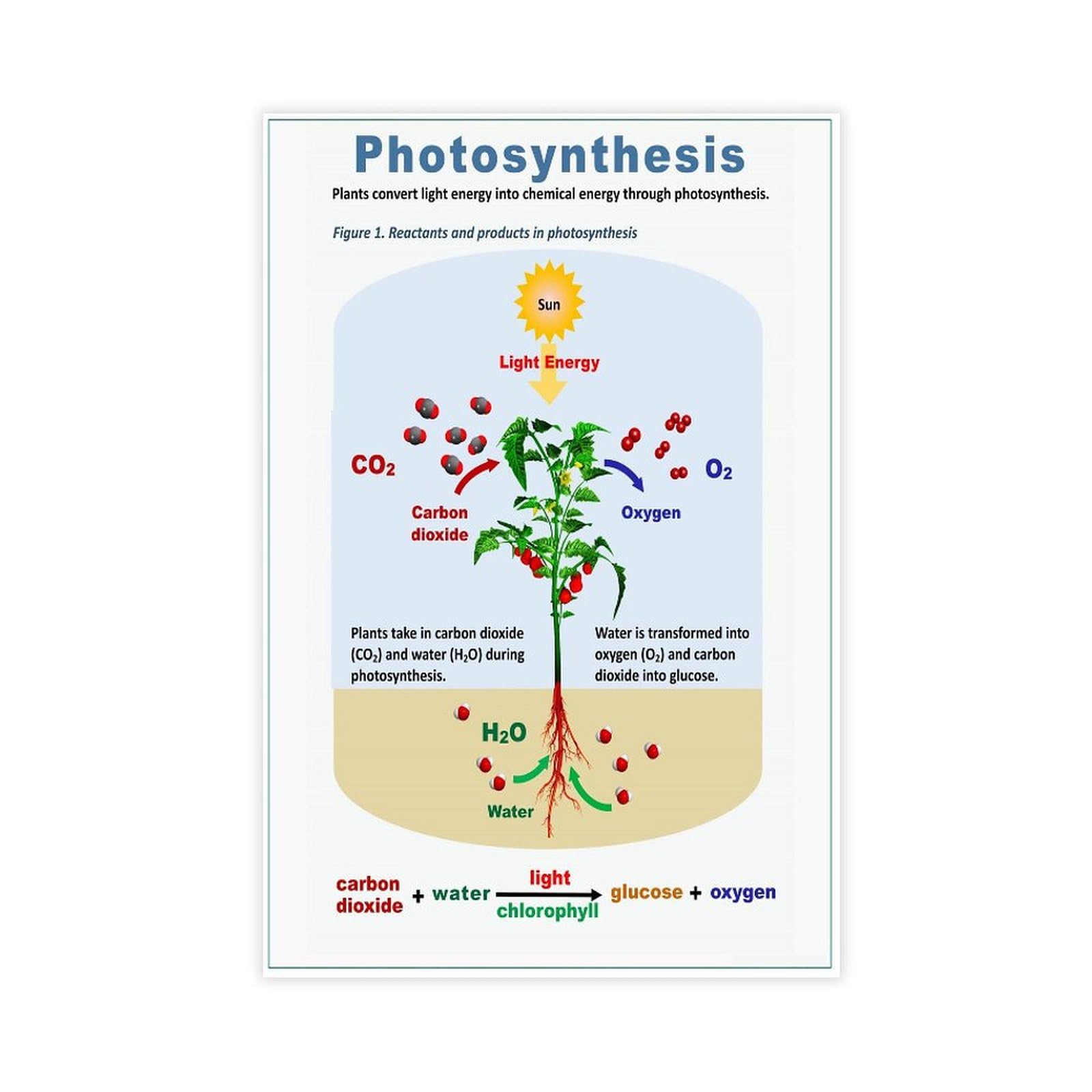 FDBEKPJY Photosynthesis in Plants Science Biology Poster Canvas Poster Bedroom Decor 08x12inch(20x30cm)