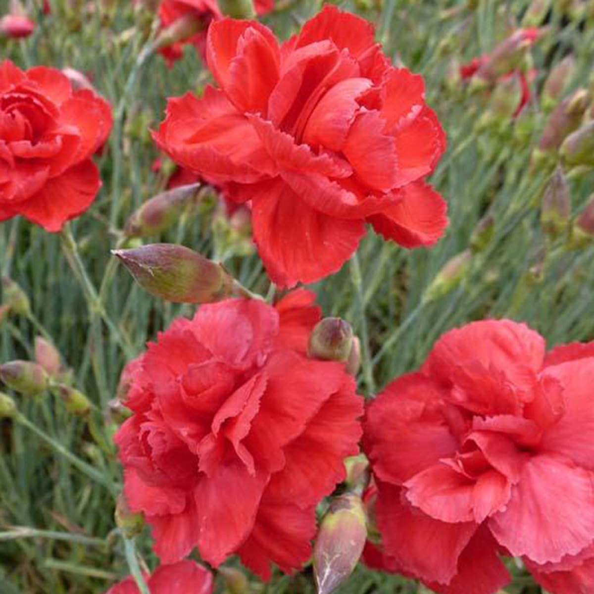 6 x Œillet mignardise 'Heidi' - Dianthus Plumarius 'Heidi' - Godet 9x9cm - Fleurs roses, parfum sucré, bordures
