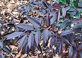 RedCrocus - ReJoyce Coast Leucothoe- Evergreen Shrub for Shade Gardens, Borders & Containers- Fragrant, Deer-Resistant, Pet Safe- Low Maintenance, Attractive Foliage & Blooms 1 Gallon